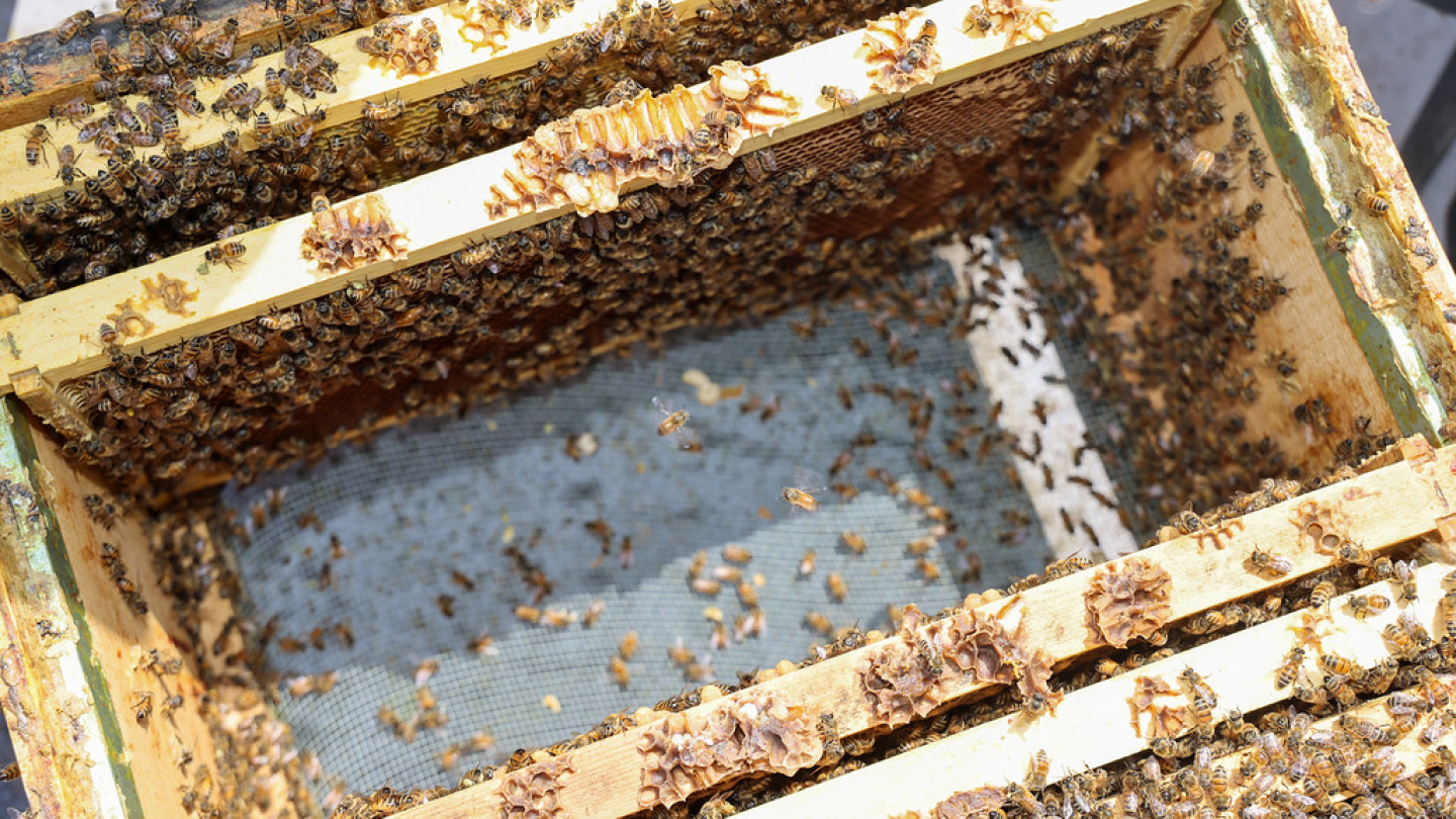 NEUF à la table ronde : Biodiversité et l'environnement bâti